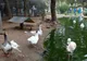 Maroko | Mali mieszkańcy zoo