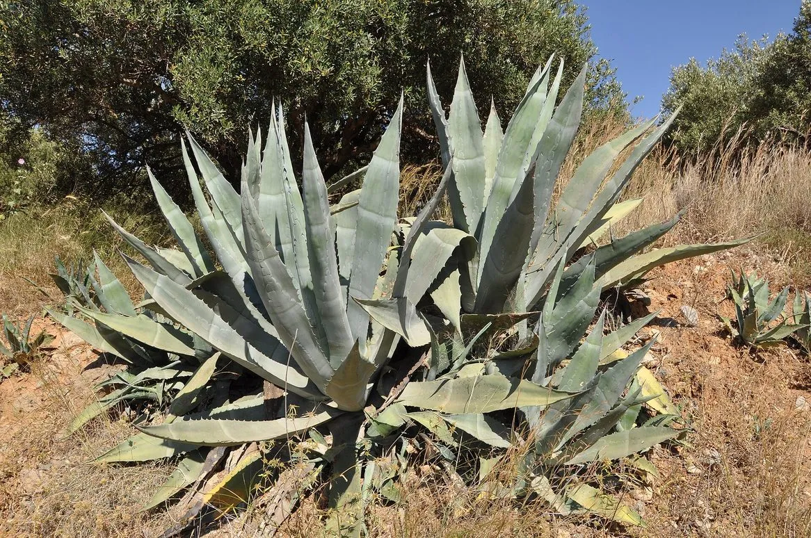 Agawa amerykańska (Agave americana)