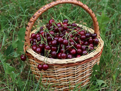 Czereśnie w koszyku