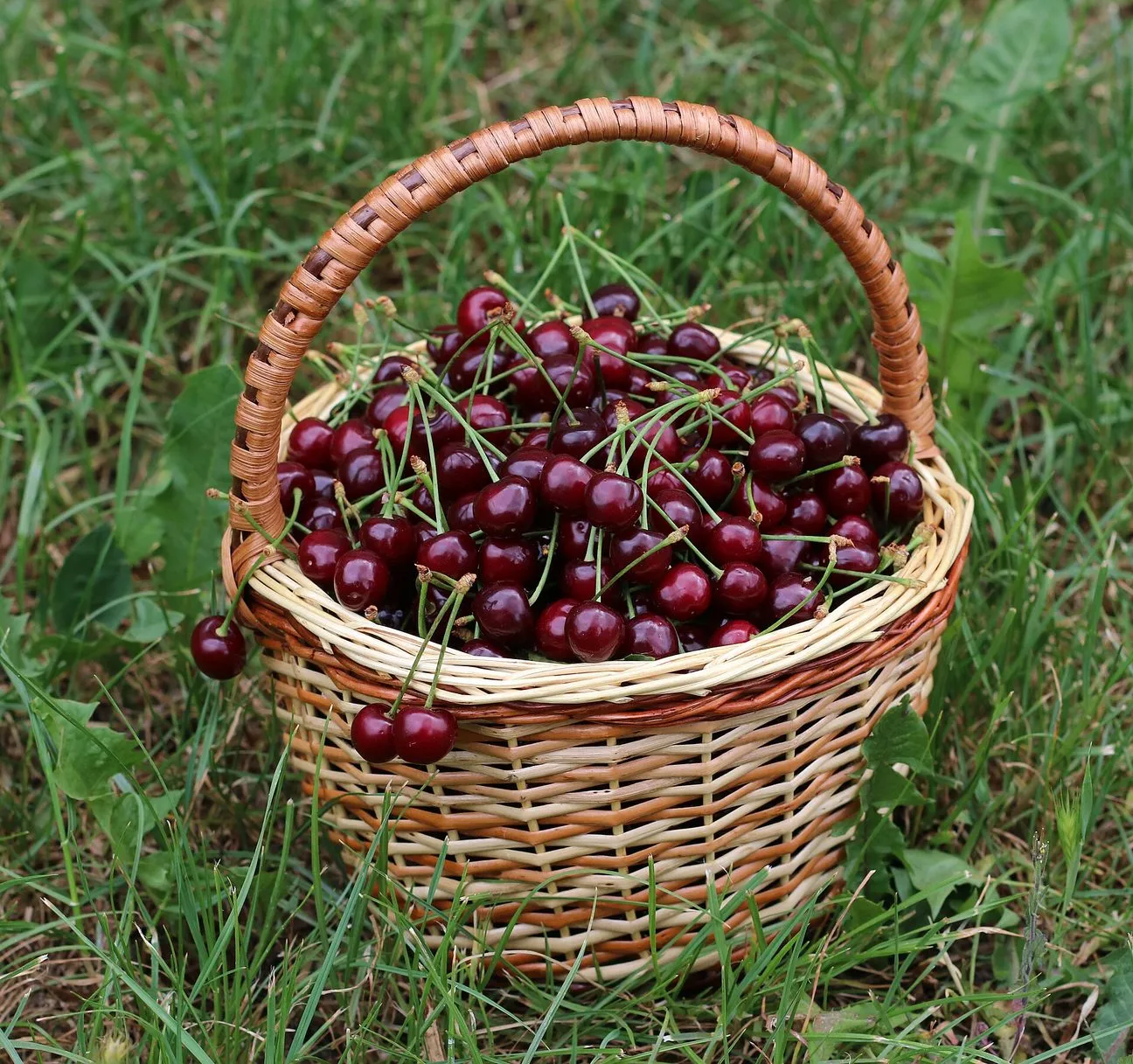 Czereśnie w koszyku