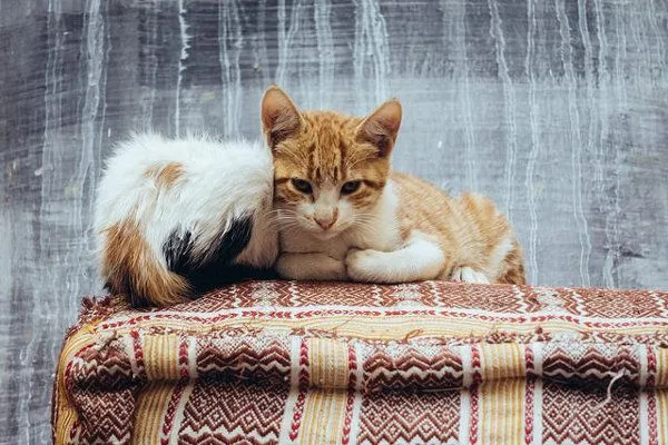 Maroko | Odpoczynek na miękkiej pufie
