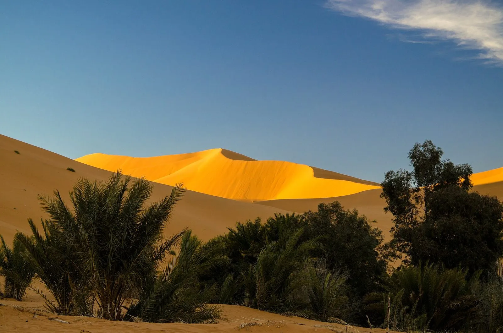 Maroko | Palmy oazy na tle wydm Erg Chebbi w Merzudze Maroko | Palmy oazy na tle wydm Erg Chebbi w Merzudze