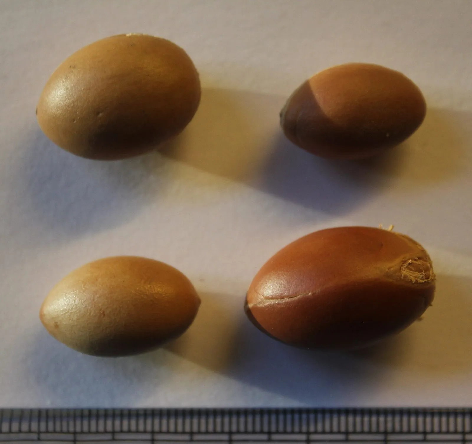 Nasiona arganowca Nasiona arganowca
