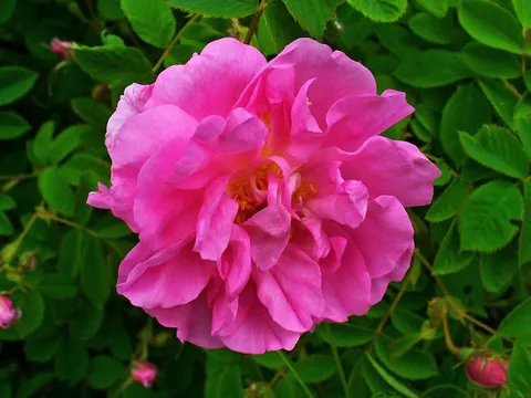Róża damasceńska (Rosa damascena)