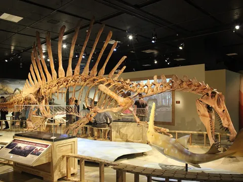 Szkielet spinozaura – dinozaura znanego ze skamieniałości z Maroka (wystawa w Waszyngtonie)